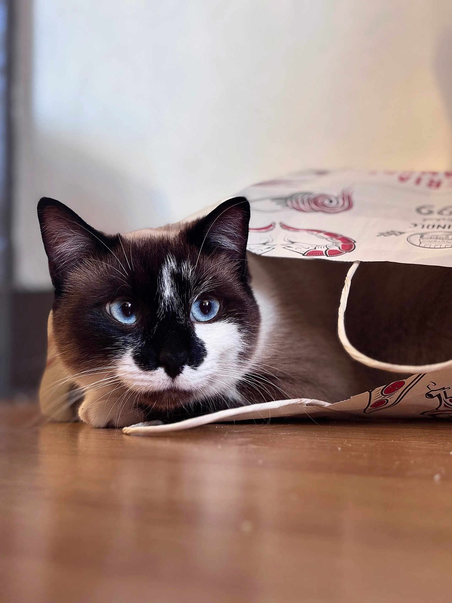 Boo participe au concours pour gagner de l'argent avec cette photo : cat, blue_eyes, paper_bag, curious, indoor, whiskers, brown, white, black, close_up, pet, feline, animal, floor, playful, cute, domestic, resting, portrait, soft_light