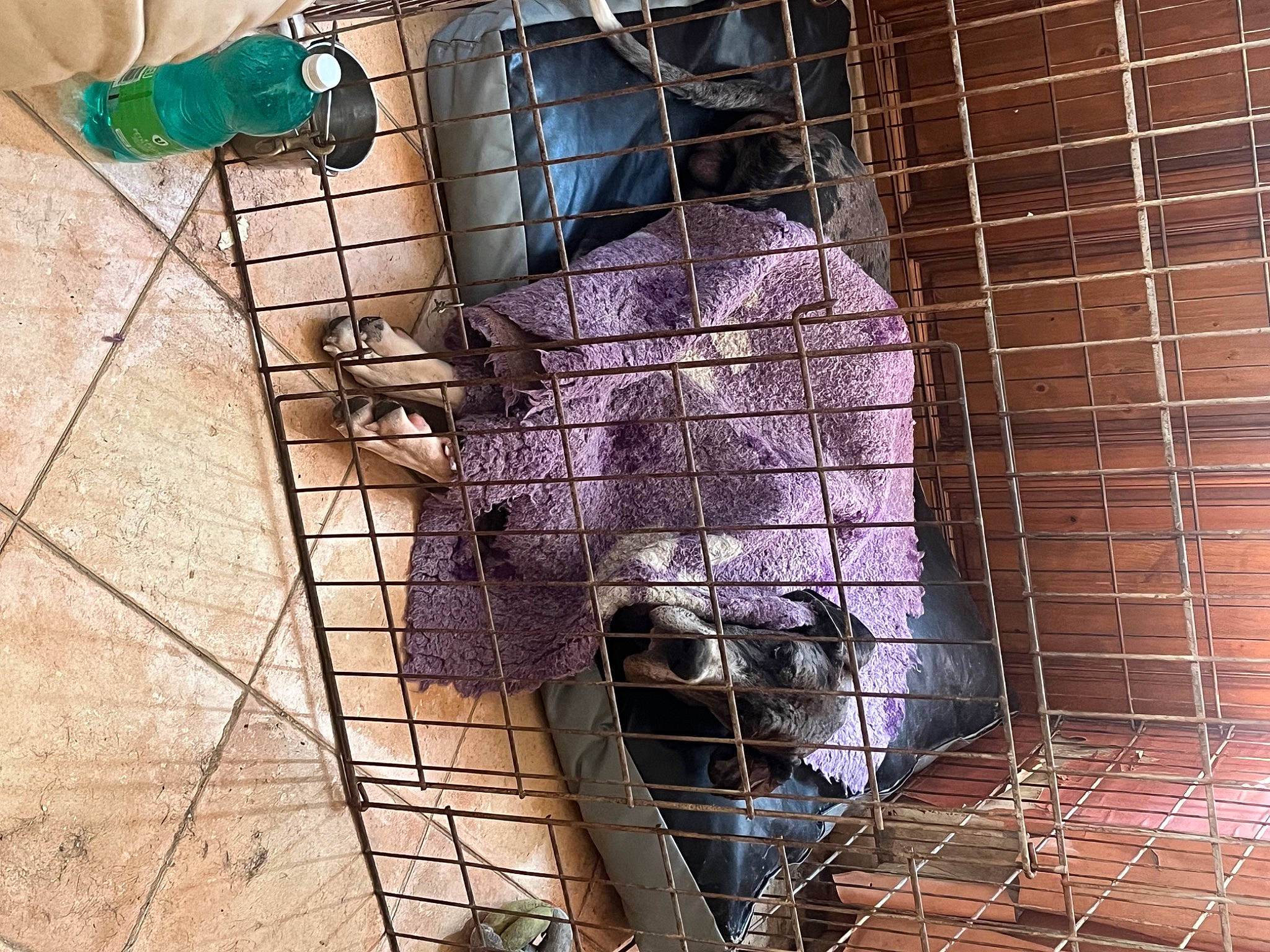 Touffus a rejoint le concours — aidez-le/la à gagner de superbes lots ! animal_shelter, cage, carnivore, dog_breed, dog_supply, fawn, felidae, fur, mesh, metal, pet_supply, service, small_to_medium_sized_cats, snout, tail, terrestrial_animal, whiskers, window, wood, working_animal