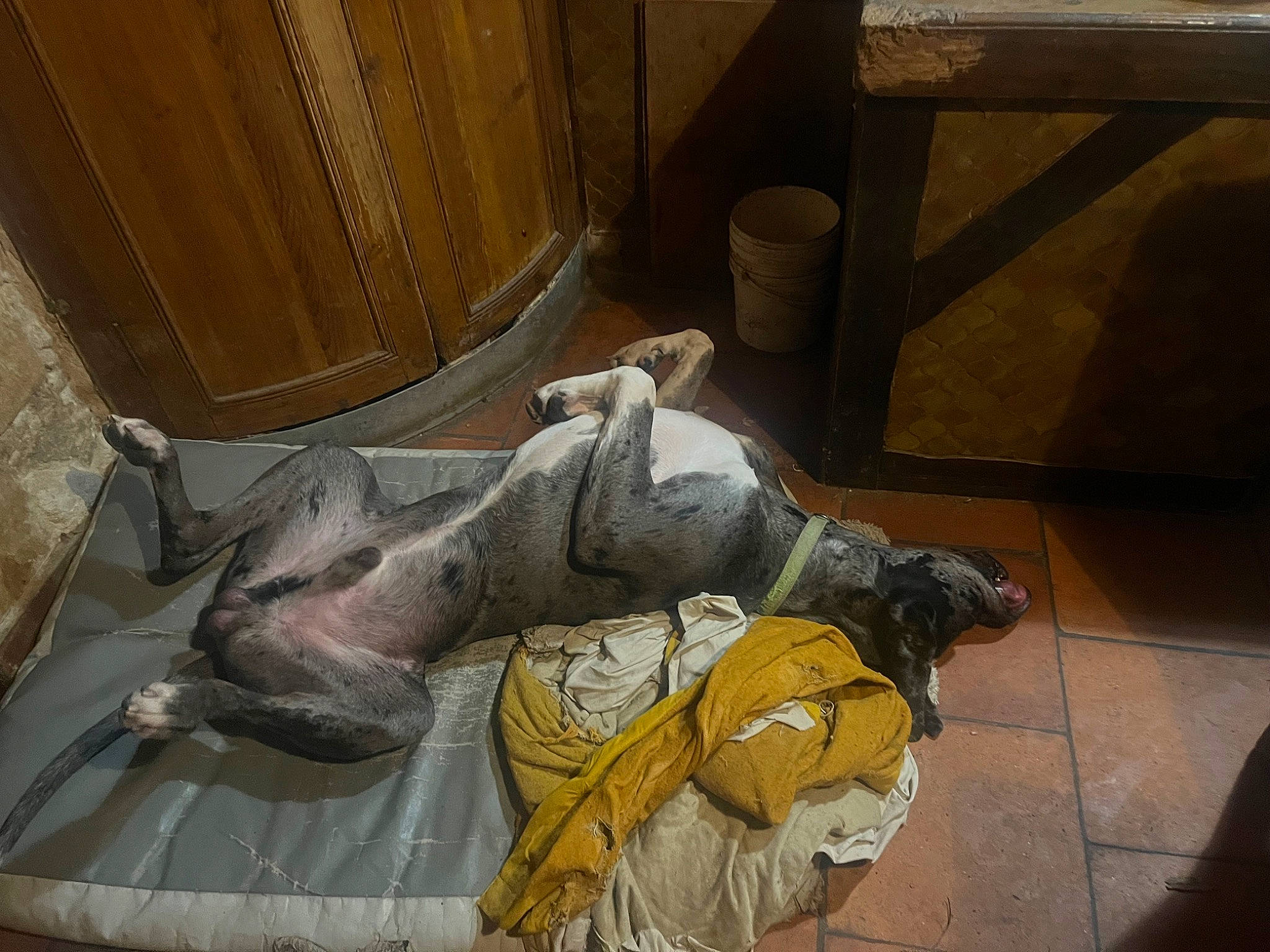 Touffus a rejoint le concours — aidez-le/la à gagner de superbes lots ! art, comfort, flooring, hardwood, human_leg, nap, room, sculpture, sporting_group, visual_arts, wood