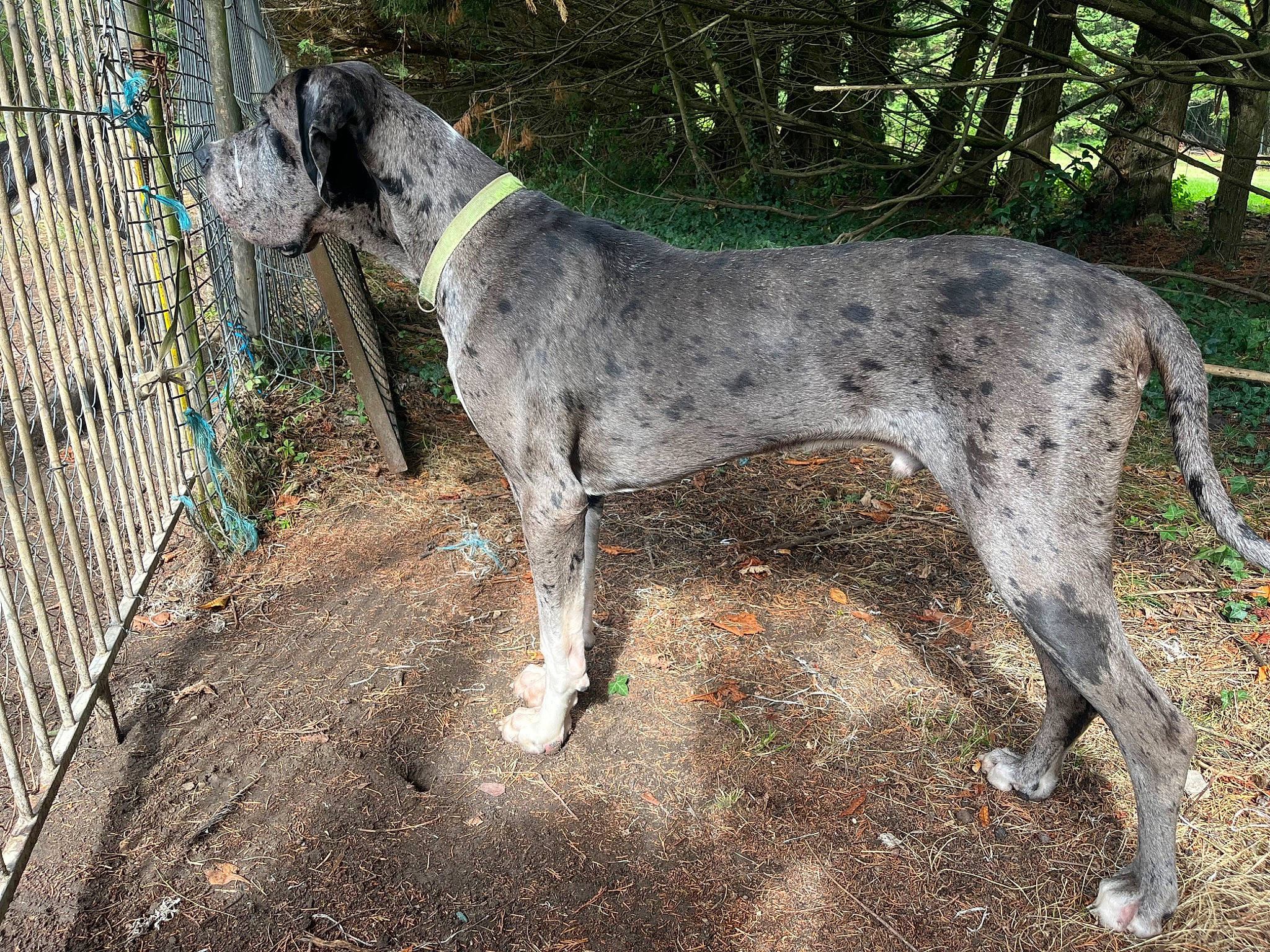 Touffus participe au concours pour gagner de l'argent avec cette photo : canidae, carnivore, collar, dog, dog_breed, dog_supply, fawn, fence, great_dane, gun_dog, liver, mesh, non_sporting_group, plant, sporting_group, tail, terrestrial_animal, tree, wire_fencing, working_animal