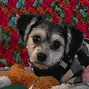 Baxter is registered to the contest to win money with this photo: dog, puppy, pet, animal, portrait, close_up, fluffy, black_and_white, brown, face, eyes, nose, ears, sitting, lying_down, blanket, colorful, cozy, indoors, cute