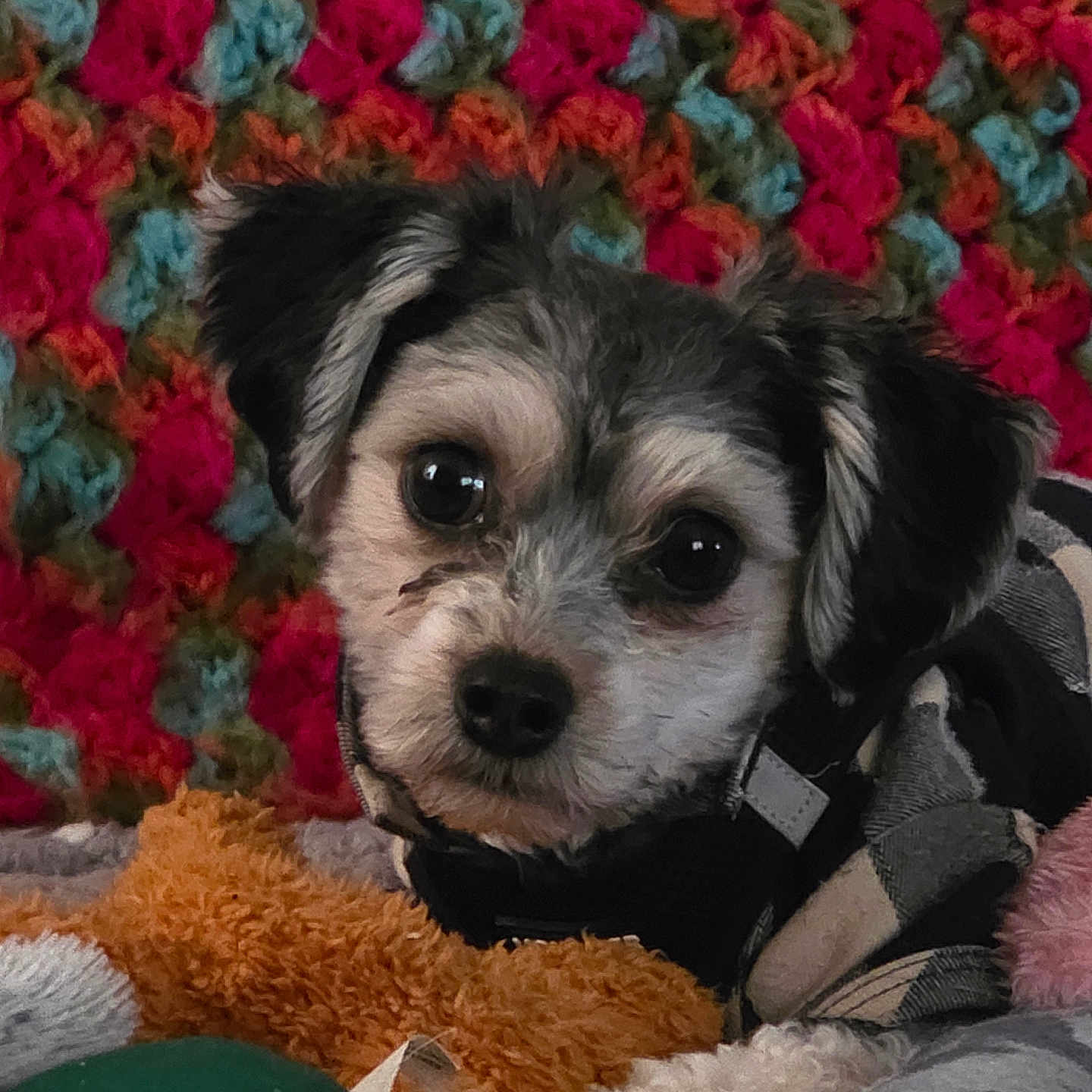Baxter is registered to the contest to win money with this photo: dog, puppy, pet, animal, portrait, close_up, fluffy, black_and_white, brown, face, eyes, nose, ears, sitting, lying_down, blanket, colorful, cozy, indoors, cute