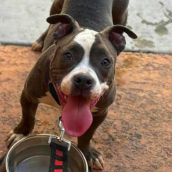 Daisy is registered to the contest to win money with this photo: animal, brown, collar, dog, ears, eyes, fur, ground, leash, looking_up, metal_bowl, mouth, nose, outdoor, pet, playful, puppy, tongue_out, water_bowl, white_markings