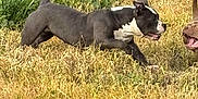 Daisy is registered to the contest to win money with this photo: dog, playing, field, grass, outdoor, animal, pet, black_and_white, active, nature, canine, mouth, grassland, sunlight, daytime, two_dogs, energetic, running, happy, open_mouth