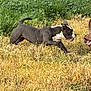 dog, playing, field, grass, outdoor, animal, pet, black_and_white, active, nature, canine, mouth, grassland, sunlight, daytime, two_dogs, energetic, running, happy, open_mouth