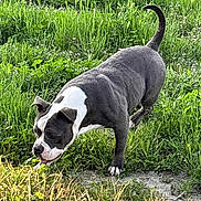 Daisy is registered to the contest to win money with this photo: dog, canine, grass, outdoor, nature, pet, animal, sniffing, greenery, field, walking, curious, tail, ears, white_markings, gray_coat, daylight, exploring, mammal, playful