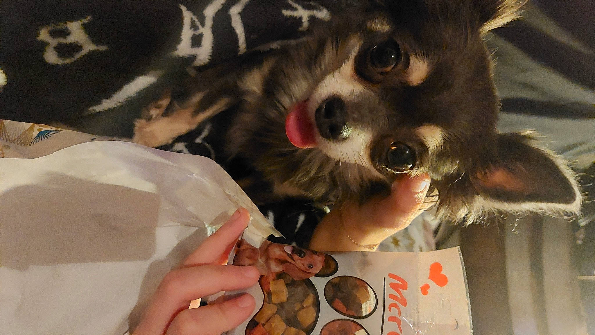 Myrtille a rejoint le concours — aidez-le/la à gagner de superbes lots ! canidae, carnivore, claw, companion_dog, dog_breed, ear, eyewear, fawn, felidae, fur, gesture, lemur, nail, paw, procyonidae, small_to_medium_sized_cats, snout, thumb, toy_dog, whiskers