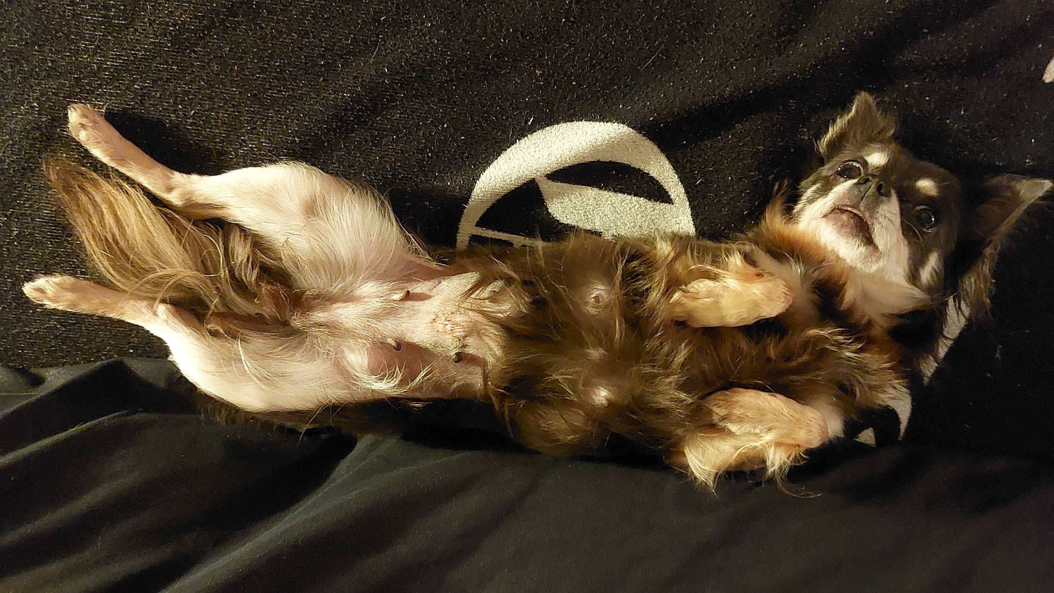 Myrtille participe au concours pour gagner de l'argent avec cette photo : canidae, carnivore, companion_dog, dog, dog_breed, ear, fashion_accessory, fawn, fur, gesture, liver, nap, paw, scottish_terrier, snout, sporting_group, tail, toy_dog, whiskers, working_animal