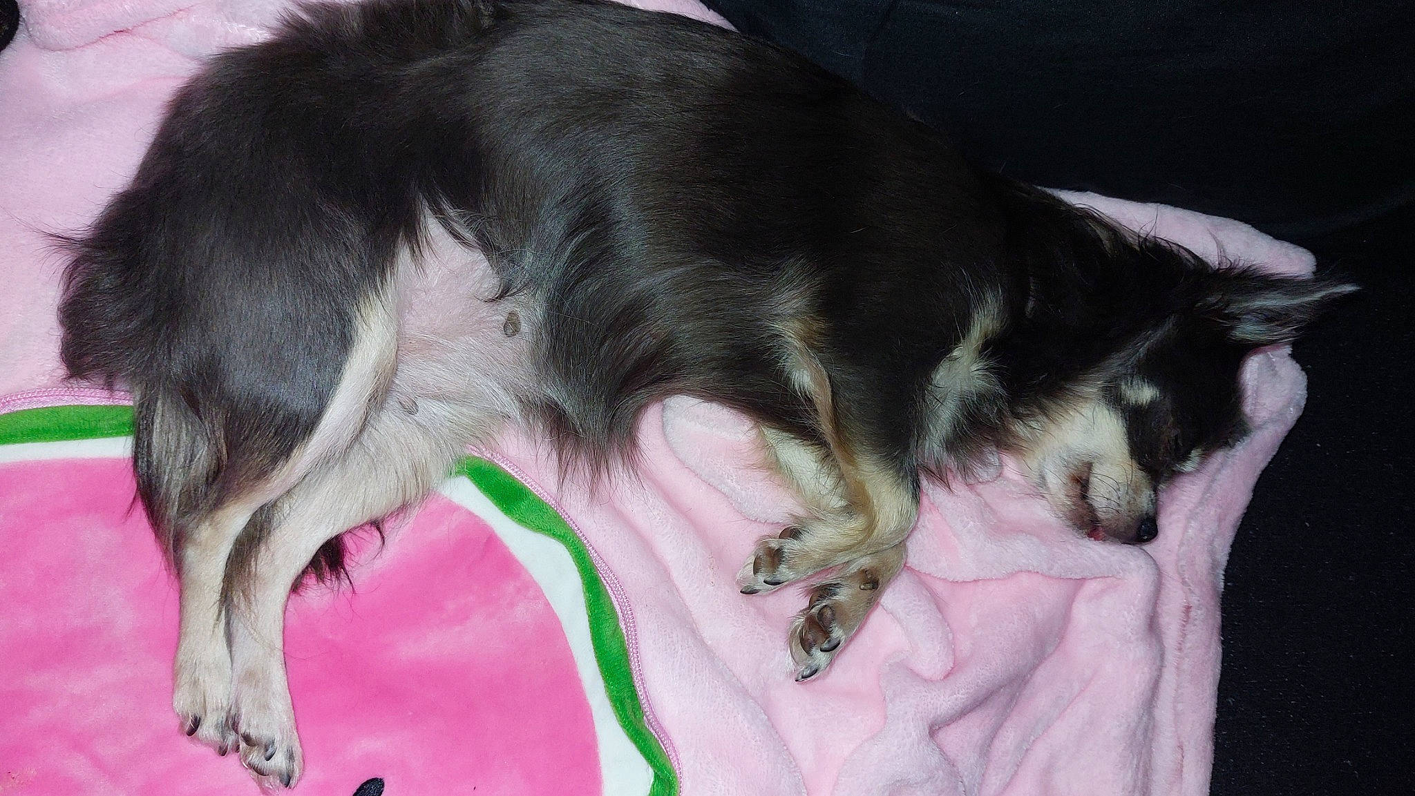 Myrtille a rejoint le concours — aidez-le/la à gagner de superbes lots ! canidae, carnivore, claw, comfort, companion_dog, dog, dog_breed, ear, fawn, fur, guard_dog, liver, mammal, paw, snout, sporting_group, tail, vertebrate, whiskers, working_animal