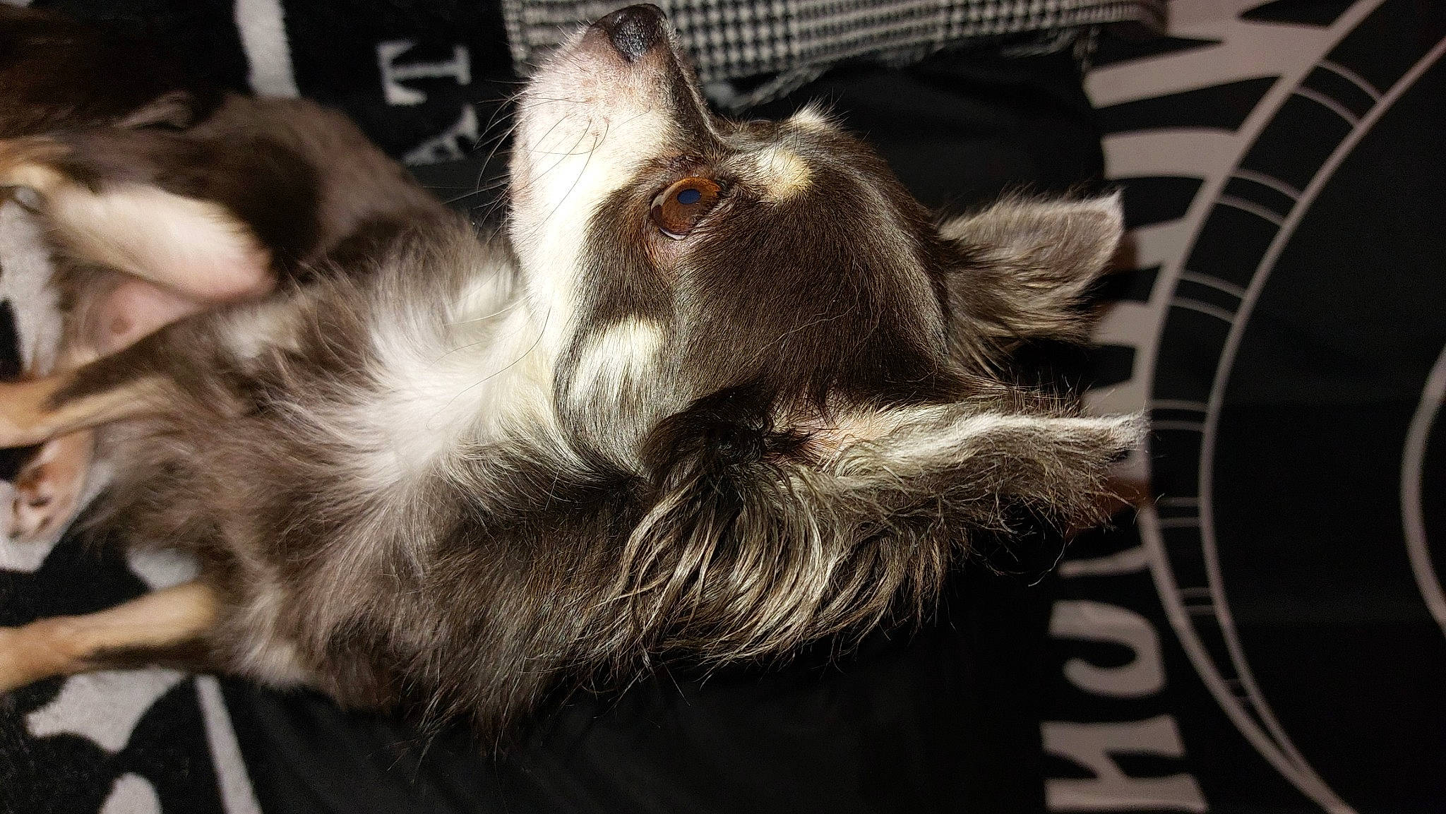 Myrtille a rejoint le concours — aidez-le/la à gagner de superbes lots ! canidae, carnivore, claw, close_up, companion_dog, dog, dog_breed, ear, fur, gesture, liver, metal, paw, small_to_medium_sized_cats, snout, sporting_group, tail, whiskers, working_animal