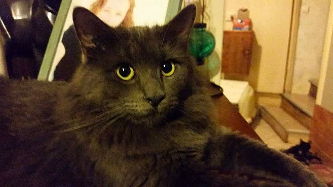 Kiki participe au concours pour gagner de l'argent avec cette photo : black_cat, british_longhair, cabinetry, carnivore, cat, chest_of_drawers, domestic_short_haired_cat, drawer, felidae, fur, grey, small_to_medium_sized_cats, snout, terrestrial_animal, whiskers, window