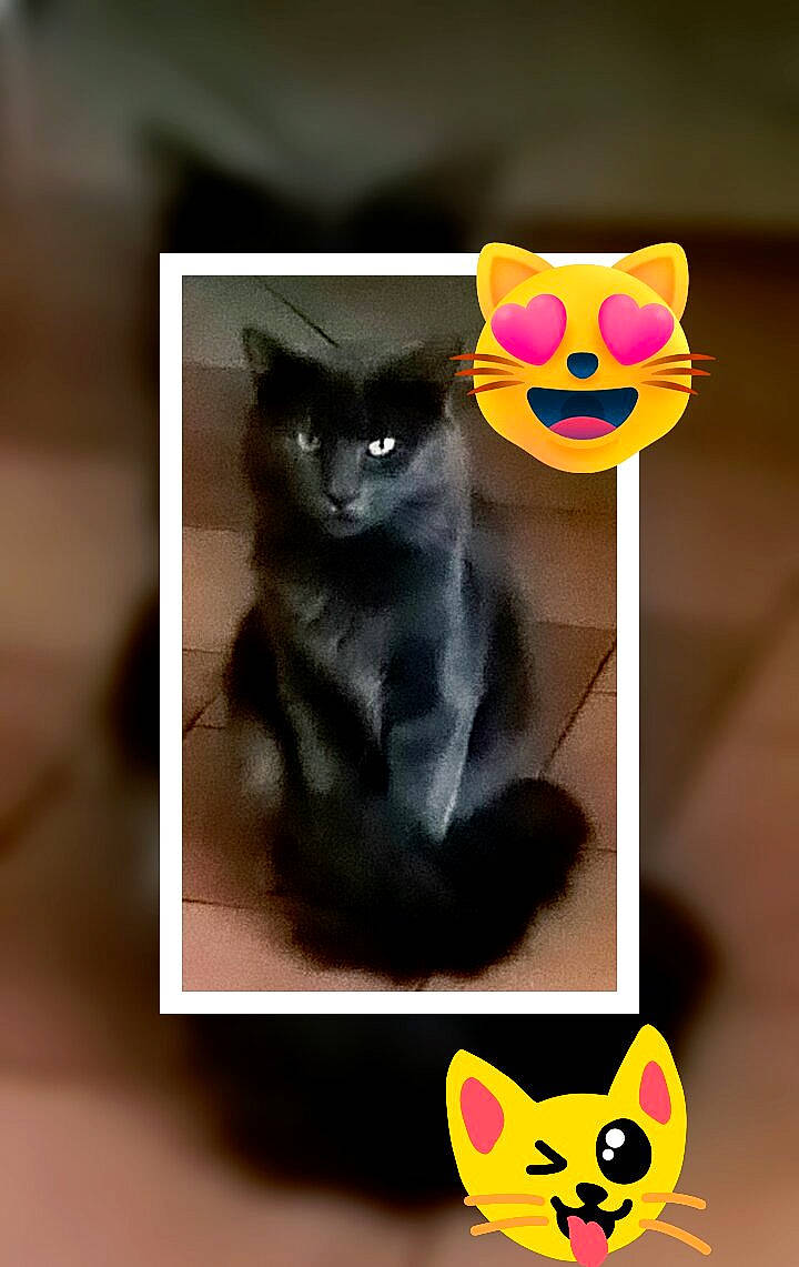 Kiki a rejoint le concours — aidez-le/la à gagner de superbes lots ! art, black_cat, bombay, carnivore, cat, domestic_short_haired_cat, ear, felidae, kitten, paper_product, photo_caption, small_to_medium_sized_cats, tail, whiskers, yellow