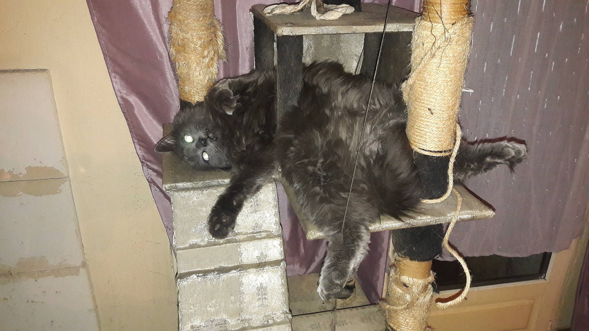 Kiki participe au concours pour gagner de l'argent avec cette photo : black_cat, canidae, carnivore, cat, cat_supply, claw, dog_breed, domestic_short_haired_cat, felidae, foot, fur, mammal, natural_material, small_to_medium_sized_cats, snout, sporting_group, tail, terrestrial_animal, vertebrate, whiskers