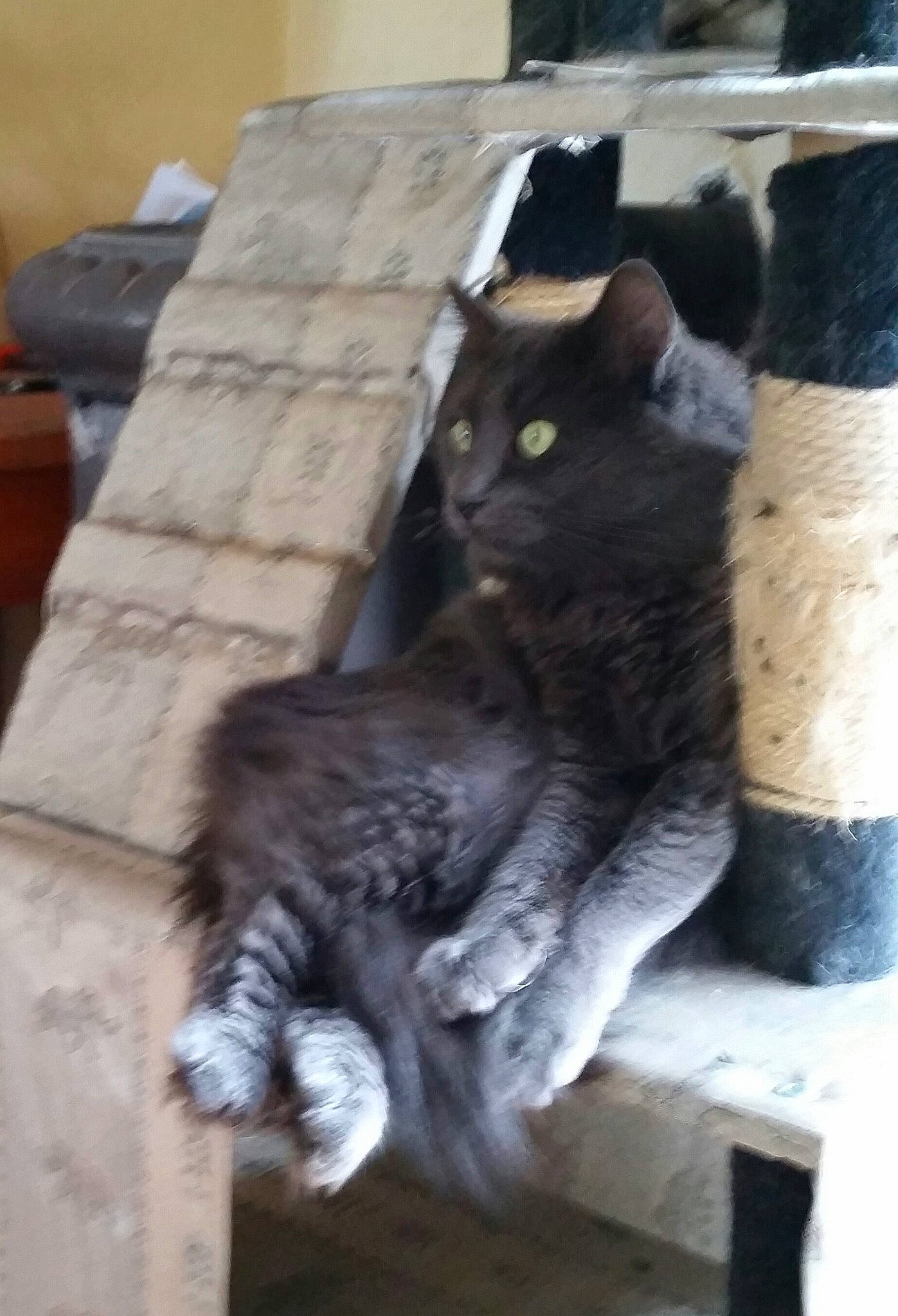 Kiki a rejoint le concours — aidez-le/la à gagner de superbes lots ! carnivore, cat, domestic_short_haired_cat, european_shorthair, felidae, fur, small_to_medium_sized_cats, whiskers, wood