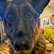 Abby joined the competition — help win amazing prizes! dog, german_shepherd, close_up, indoor, living_room, pet, animal, ears, fur, person, hand, yellow_clothing, wooden_floor, couch, can, table, background, expression, curious, domestic