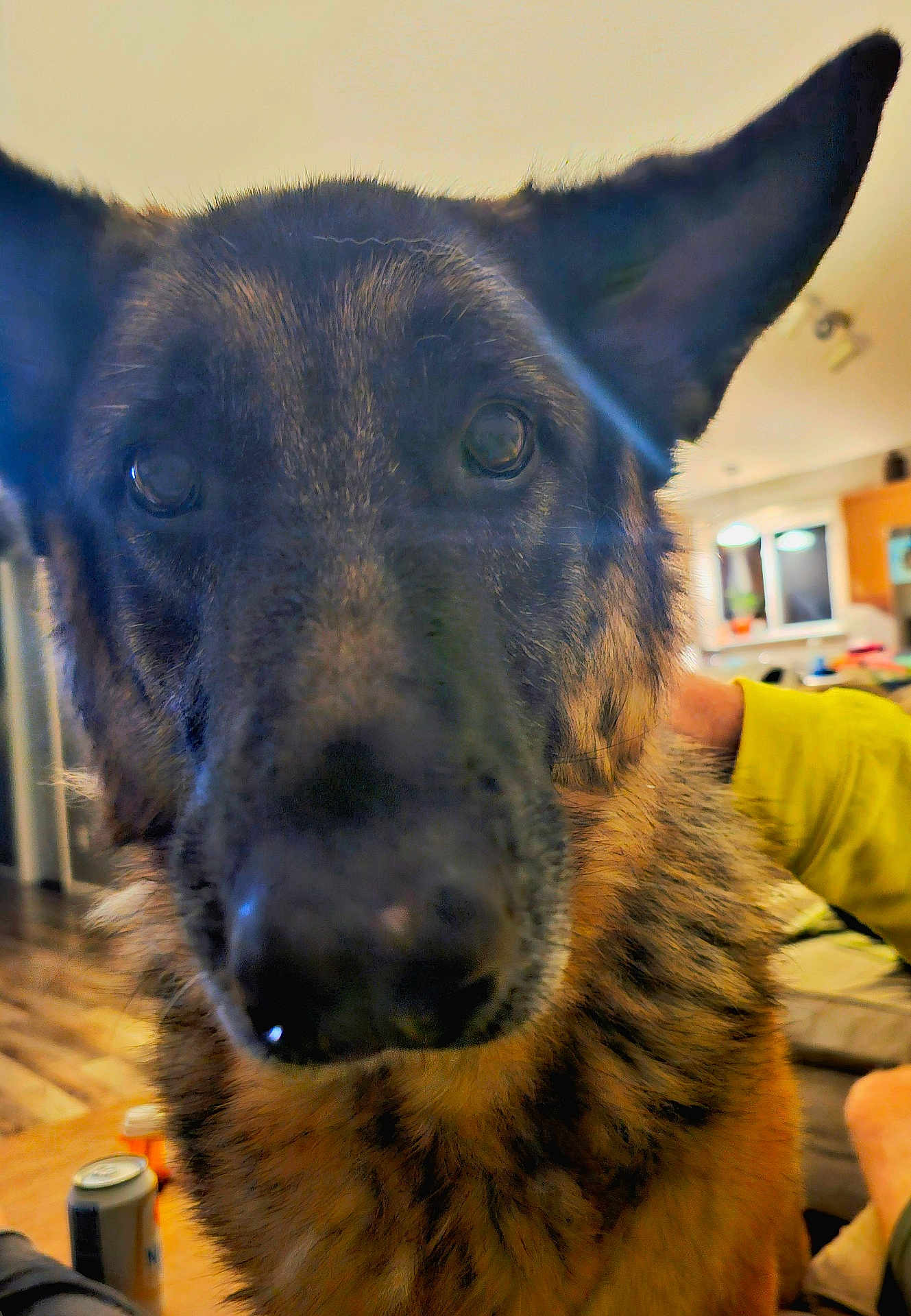 Abby joined the competition — help win amazing prizes! dog, german_shepherd, close_up, indoor, living_room, pet, animal, ears, fur, person, hand, yellow_clothing, wooden_floor, couch, can, table, background, expression, curious, domestic