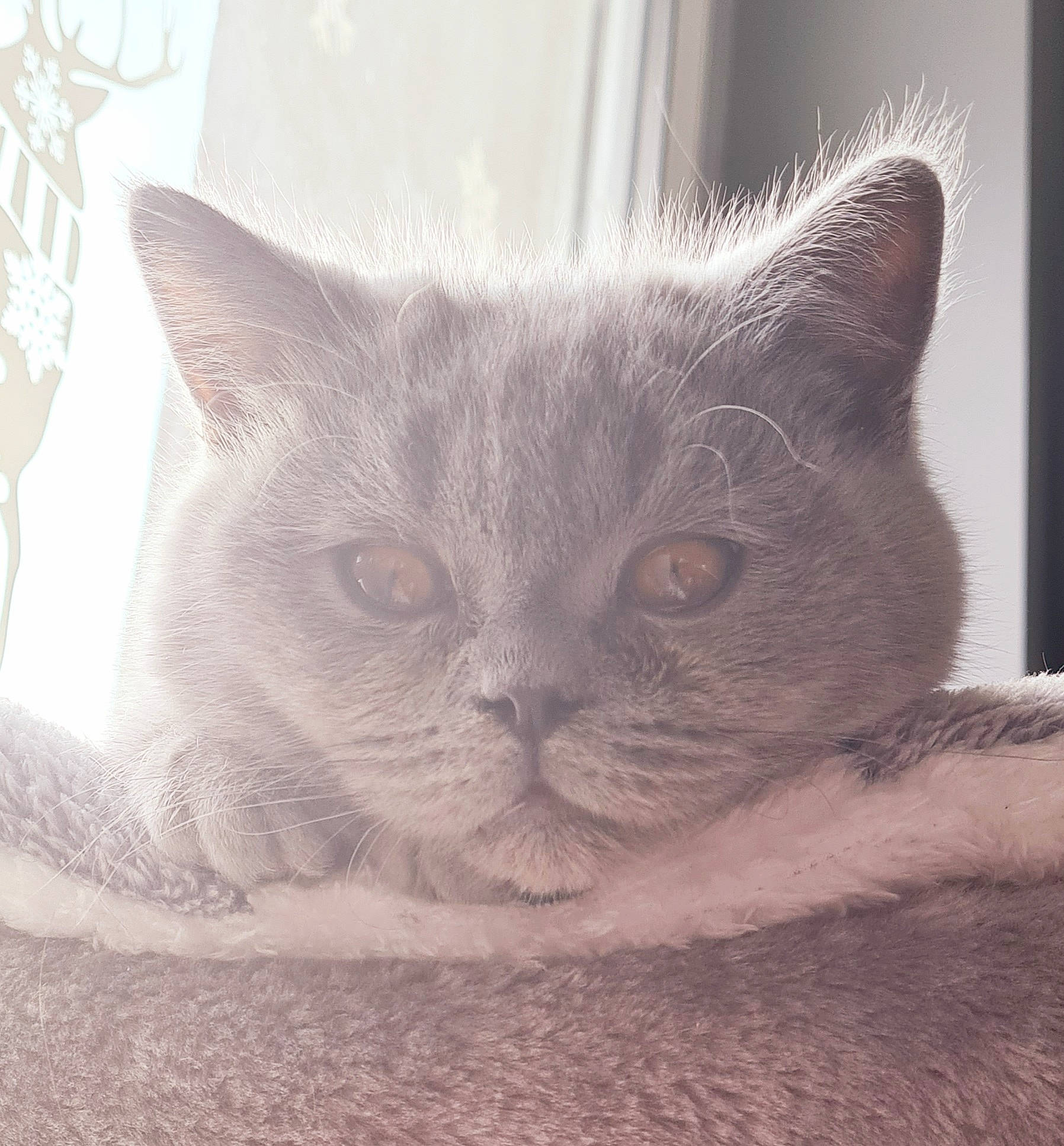 Armani participe au concours pour gagner de l'argent avec cette photo : carnivore, cat, cat_supply, comfort, domestic_short_haired_cat, felidae, fur, grey, iris, nap, paw, small_to_medium_sized_cats, snout, terrestrial_animal, whiskers