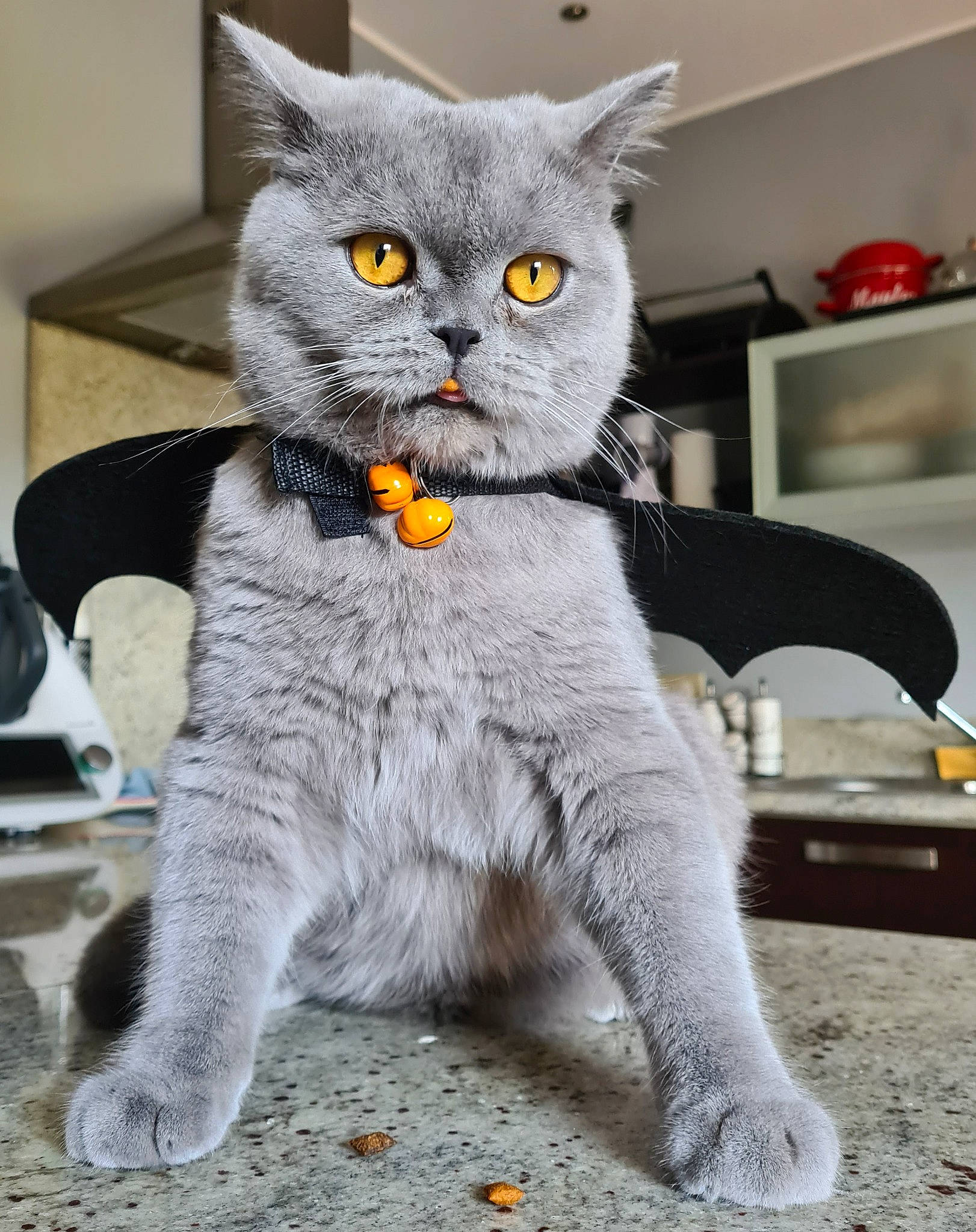 Armani a rejoint le concours — aidez-le/la à gagner de superbes lots ! art, carnivore, cat, domestic_short_haired_cat, felidae, fur, glasses, grey, home_appliance, kitchen_appliance, paw, picture_frame, small_to_medium_sized_cats, snout, tail, television, terrestrial_animal, whiskers