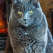 Minouche participe au concours pour gagner de l'argent avec cette photo : cat, gray_cat, portrait, close_up, fluffy, fur, whiskers, yellow_eyes, green_eyes, animal, pet, indoor, fireplace, cozy, wooden_background, sitting, alert, serious_expression, long_hair, photography