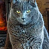 cat, gray_cat, portrait, close_up, fluffy, fur, whiskers, yellow_eyes, green_eyes, animal, pet, indoor, fireplace, cozy, wooden_background, sitting, alert, serious_expression, long_hair, photography