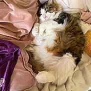 Chulo joined the competition — help win amazing prizes! animal, bed, black, blanket, brown, cat, cozy, cute, domestic, fluffy, fur, indoor, pet, pink, purple, relaxed, resting, sleeping, soft, white