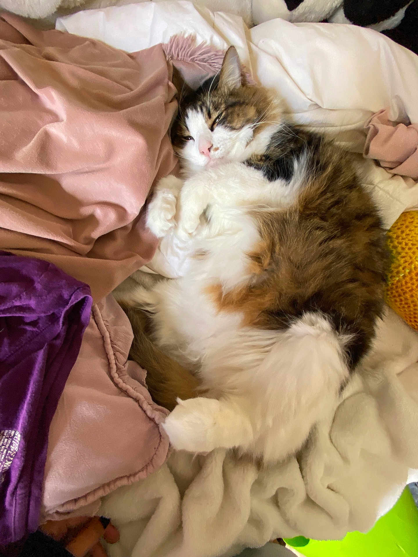 Chulo joined the competition — help win amazing prizes! animal, bed, black, blanket, brown, cat, cozy, cute, domestic, fluffy, fur, indoor, pet, pink, purple, relaxed, resting, sleeping, soft, white