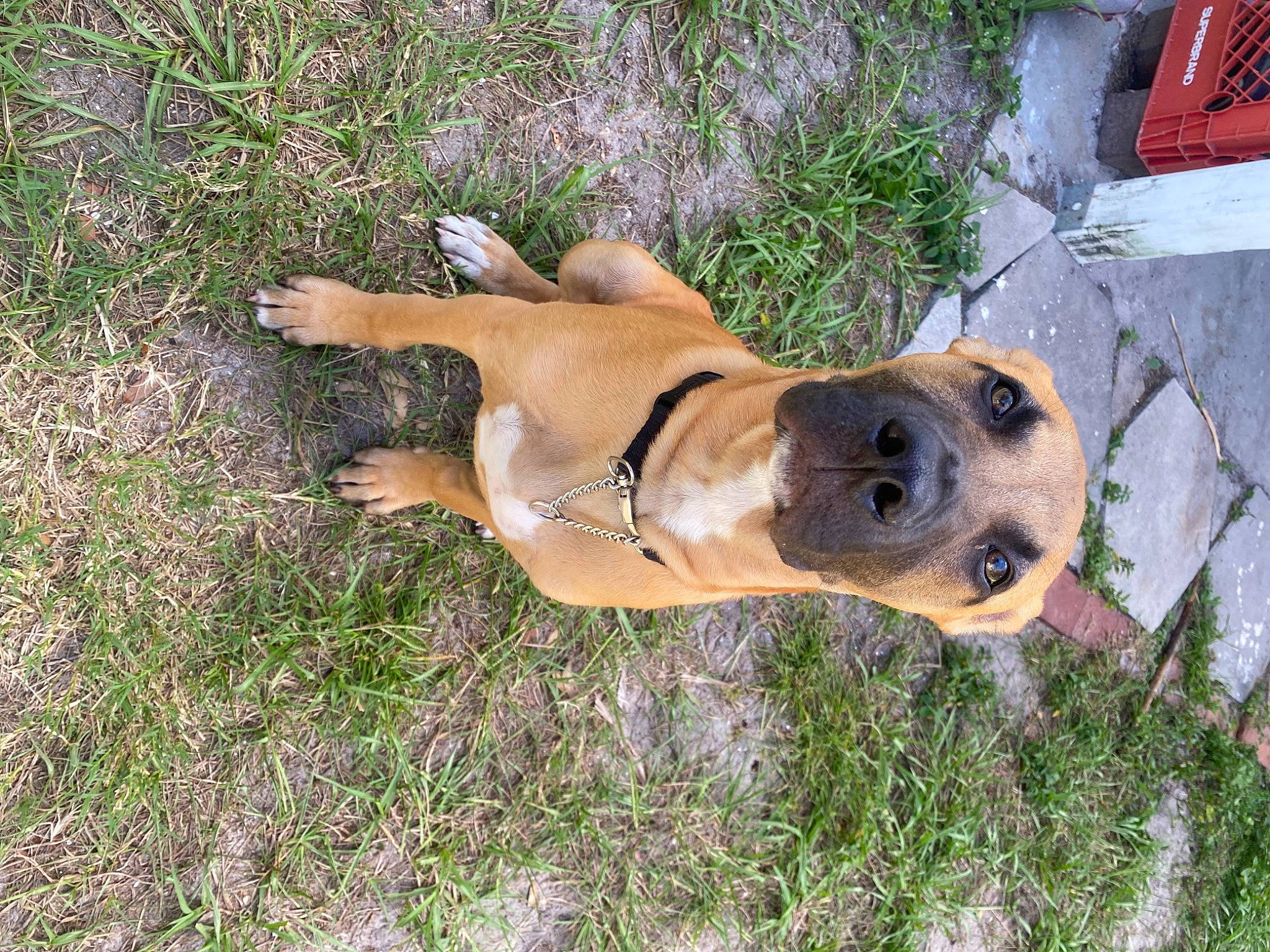 Duke is registered to the contest to win money with this photo: canidae, carnivore, companion_dog, dog, dog_breed, fawn, grass, hunting_dog, non_sporting_group, paw, plant, snout, sporting_group, street_dog, tail, terrestrial_animal, whiskers, wildlife, working_dog