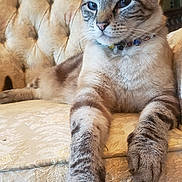 Xanadu joined the competition — help win amazing prizes! animal, beige, cat, close_up, collar, couch, domestic_animal, feline, fur, furniture, indoor, ornate, paws, pet, portrait, relaxed, sitting, tabby_cat, vintage, whiskers