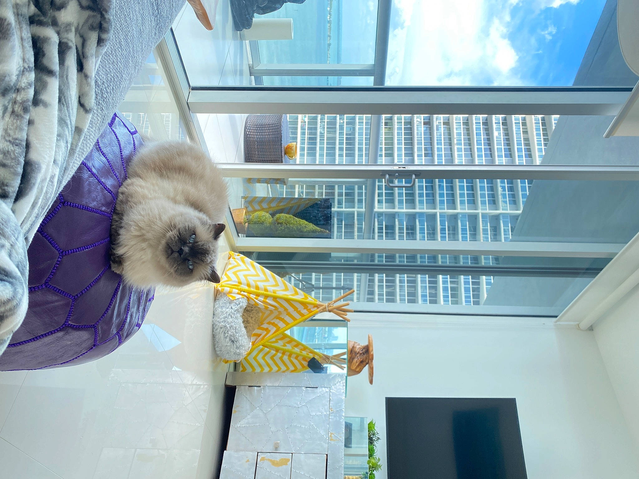 Versace joined the competition — help win amazing prizes! bird, cat, felidae
