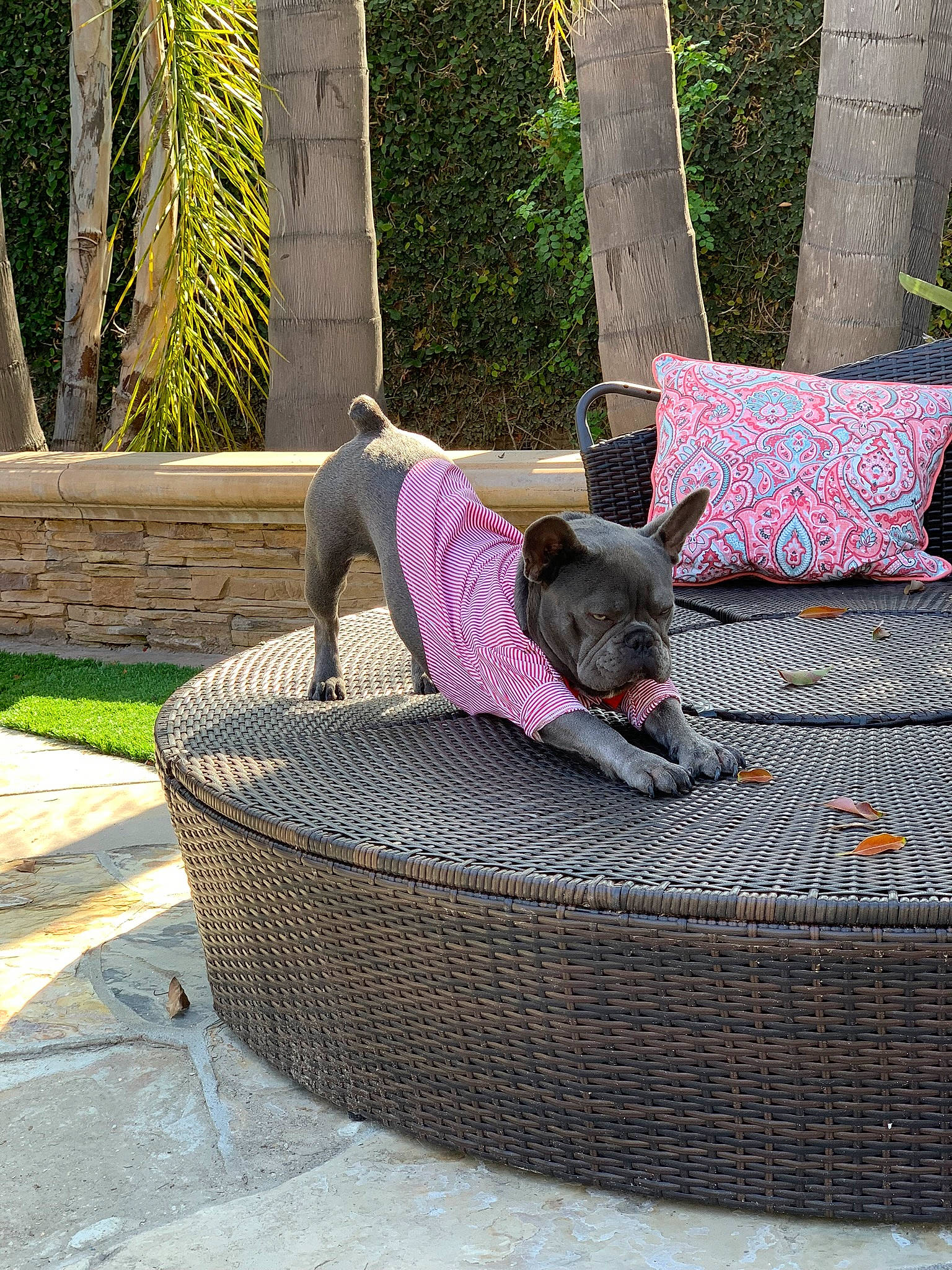 Dior Versace joined the competition — help win amazing prizes! canidae, carnivore, companion_dog, dog, dog_breed, fawn, furniture, non_sporting_group, outdoor_furniture, plant, sporting_group, weimaraner, wicker