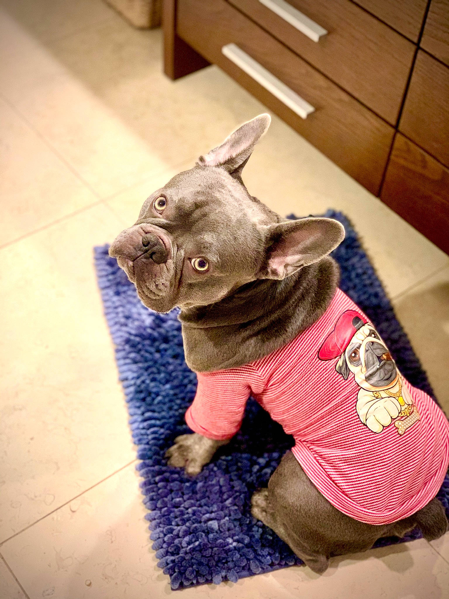 Dior Versace is registered to the contest to win money with this photo: bulldog, canidae, carnivore, companion_dog, dog, dog_breed, dog_clothes, ear, fawn, french_bulldog, non_sporting_group, pink, puppy, snout, toy_bulldog