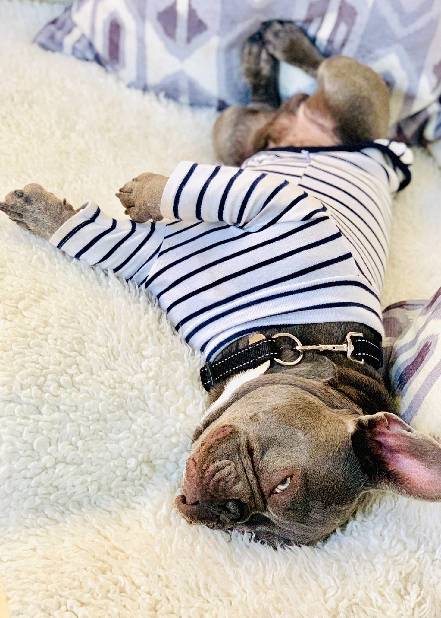 Dior Versace is registered to the contest to win money with this photo: bulldog, canidae, carnivore, child, companion_dog, dog, dog_breed, fawn, french_bulldog, nap, non_sporting_group, pug, puppy, sleep, snout