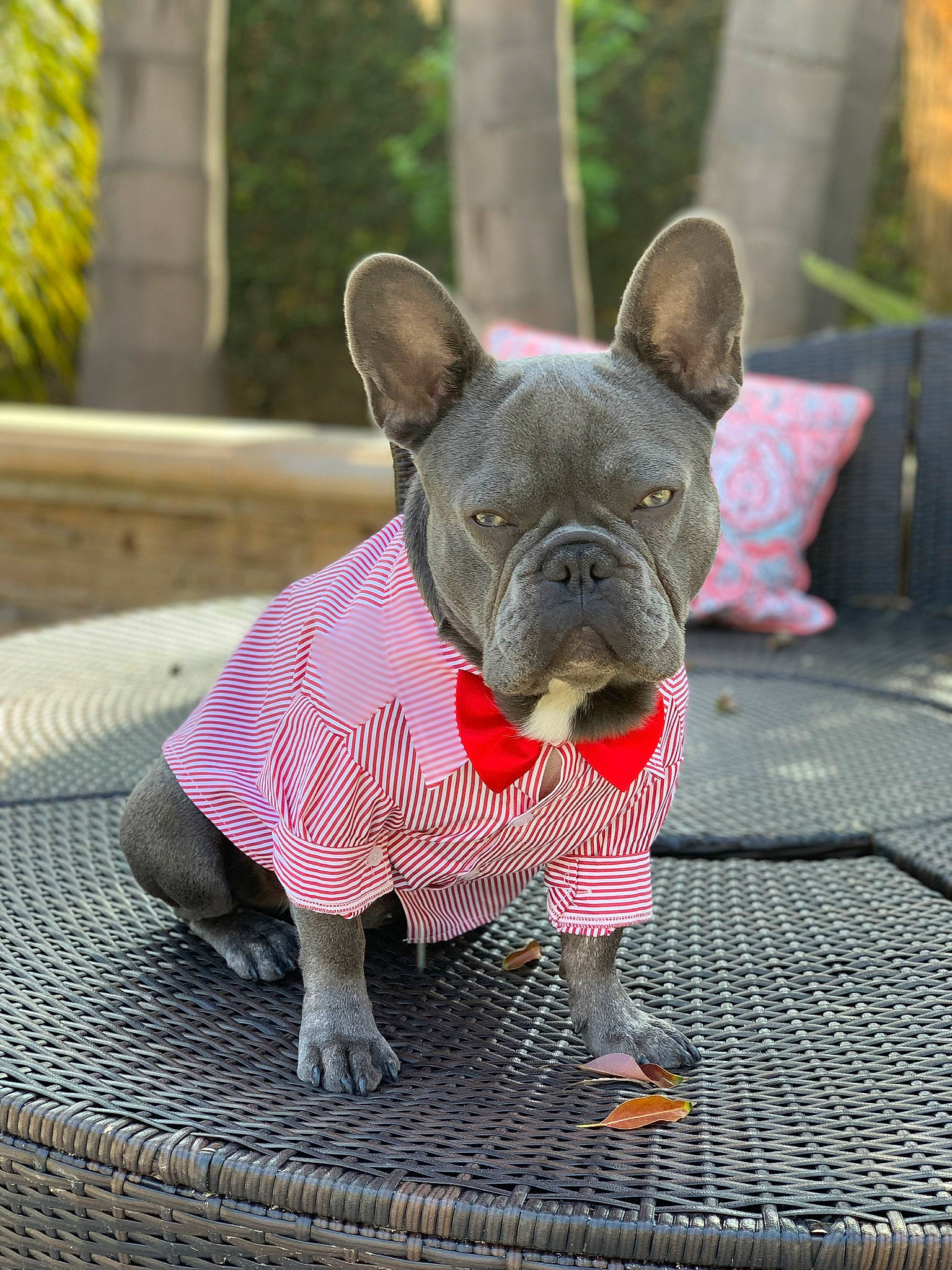 Dior Versace joined the competition — help win amazing prizes! bulldog, canidae, carnivore, companion_dog, dog, dog_breed, dog_clothes, fawn, french_bulldog, mammal, non_sporting_group, puppy, snout, toy_bulldog, vertebrate