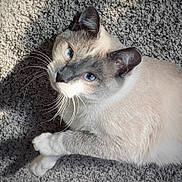 Eva is registered to the contest to win money with this photo: cat, siamese_cat, blue_eyes, whiskers, fur, pet, animal, indoor, carpet, texture, light, shadow, close_up, cute, relaxed, looking_up, paws, mammal, domestic_animal, feline