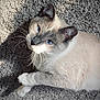 cat, siamese_cat, blue_eyes, whiskers, fur, pet, animal, indoor, carpet, texture, light, shadow, close_up, cute, relaxed, looking_up, paws, mammal, domestic_animal, feline