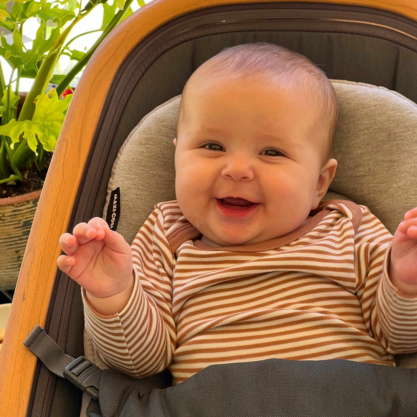 Alina is registered to the contest to win money with this photo: baby, baby_seat, child, chubby_cheeks, comfortable, cushion, cute, face, green_plants, happy, indoor, infant, natural_light, person, portrait, seat_belt, smiling, striped_clothing, toddler, wooden_frame
