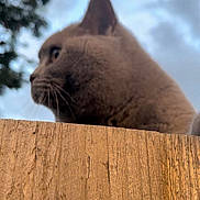 Millie is registered to the contest to win money with this photo: animal, cat, egyptiancat, fence, hardwood, indoors, interiordesign, kitten, manx, nature, outdoors, person, pet, seal, sealife, siamese, sky, snout, stainedwood, wood
