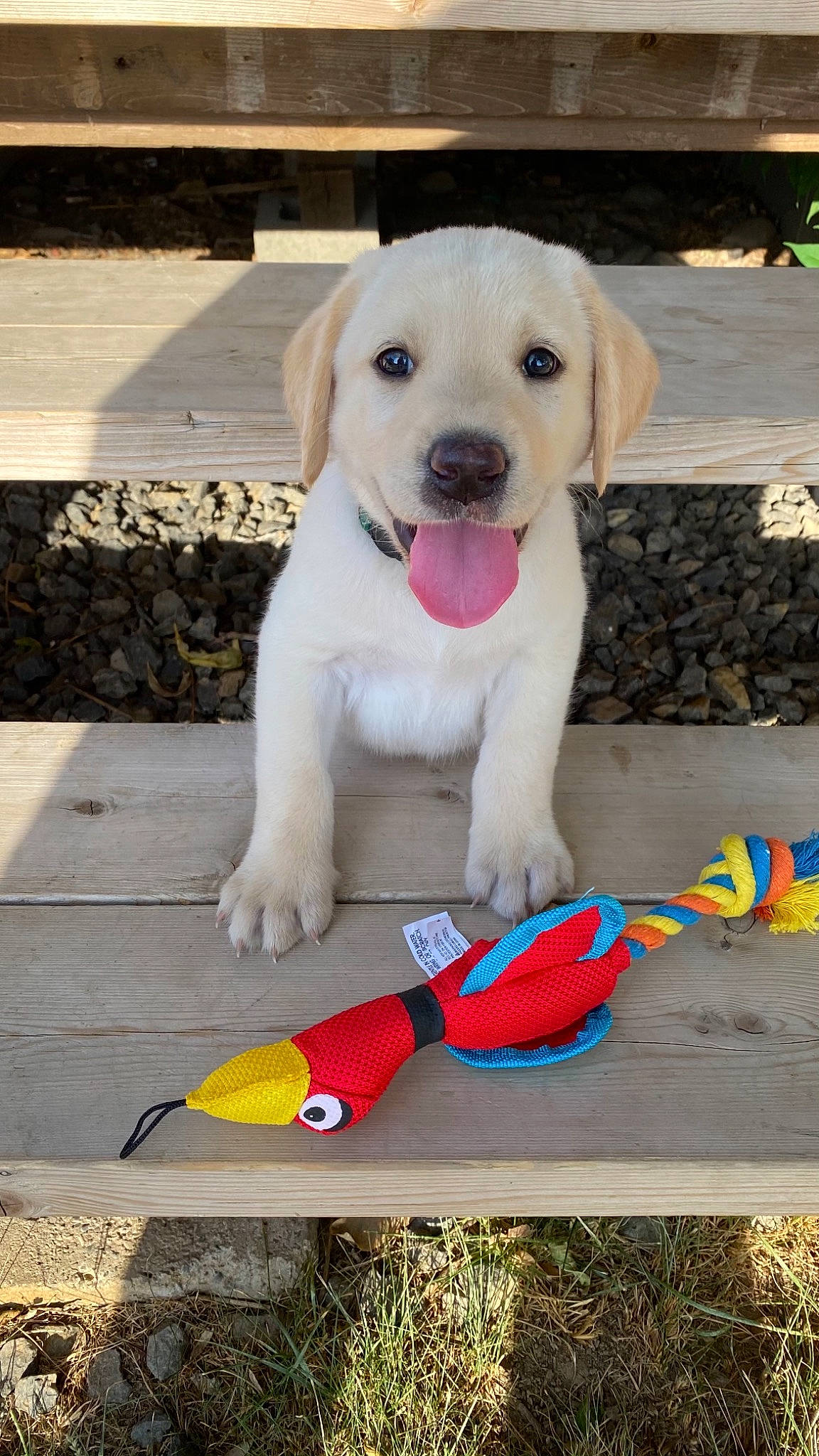 Diesel joined the competition — help win amazing prizes! canidae, carnivore, collar, companion_dog, dog, dog_breed, dog_clothes, dog_collar, dog_supply, fashion_accessory, fawn, leash, paw, pet_supply, retriever, sidewalk, snout, street_dog, tail, working_animal