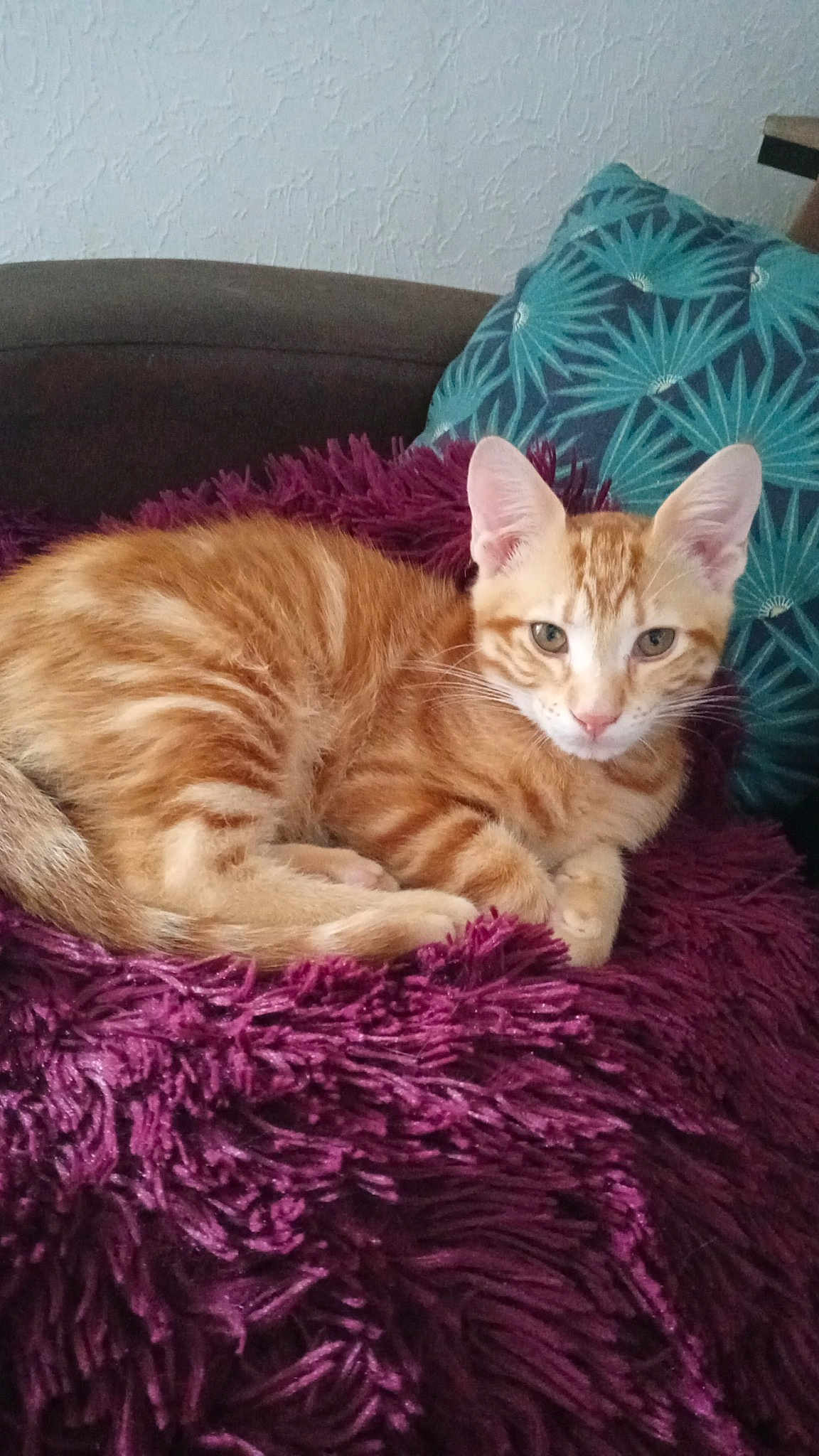Figaro