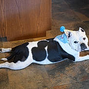 Piggy Sioux joined the competition — help win amazing prizes! animal, black_and_white, cabinet, canine, dog, domestic, ears, floor, footwear, fur, home, indoor, looking_at_camera, party_hat, paw, person_partial, pet, resting, snout, tile_floor