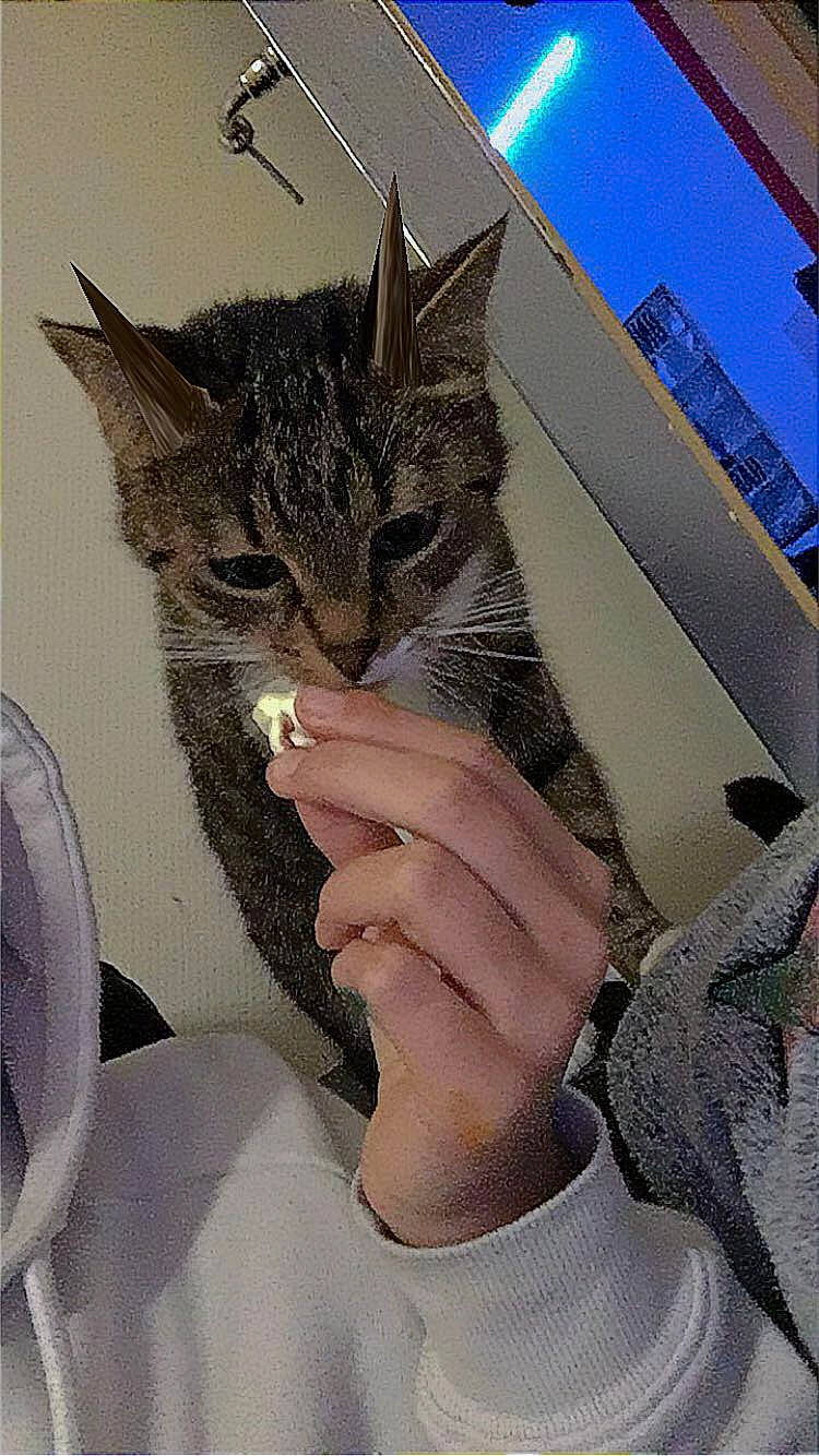 Choupinette participe au concours pour gagner de l'argent avec cette photo : carnivore, cat, claw, comfort, domestic_short_haired_cat, felidae, finger, fur, gesture, lap, leg, nail, paw, sitting, small_to_medium_sized_cats, snout, whiskers