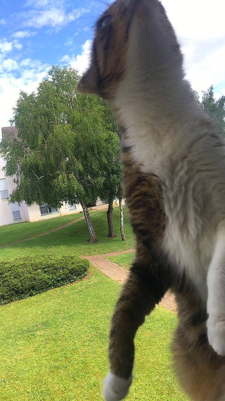 Choupinette a rejoint le concours — aidez-le/la à gagner de superbes lots ! canidae, carnivore, cat, cloud, dog_breed, domestic_short_haired_cat, felidae, fur, gesture, grass, groundcover, paw, plant, sky, small_to_medium_sized_cats, snout, tail, terrestrial_animal, tree, whiskers