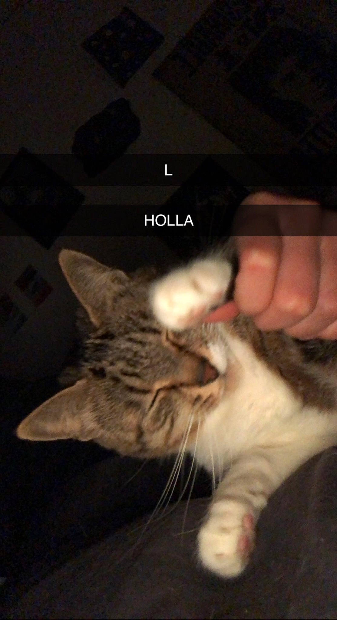 Choupinette participe au concours pour gagner de l'argent avec cette photo : carnivore, cat, claw, darkness, domestic_short_haired_cat, ear, felidae, fur, gesture, hand, lap, nail, paw, photo_caption, small_to_medium_sized_cats, snout, tail, thumb, whiskers, wildlife