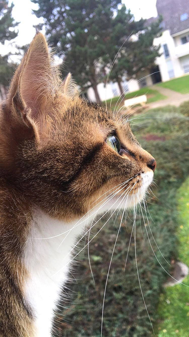 Choupinette a rejoint le concours — aidez-le/la à gagner de superbes lots ! building, carnivore, cat, domestic_short_haired_cat, fawn, felidae, fur, grass, plant, small_to_medium_sized_cats, snout, terrestrial_animal, tree, whiskers, wildlife, window