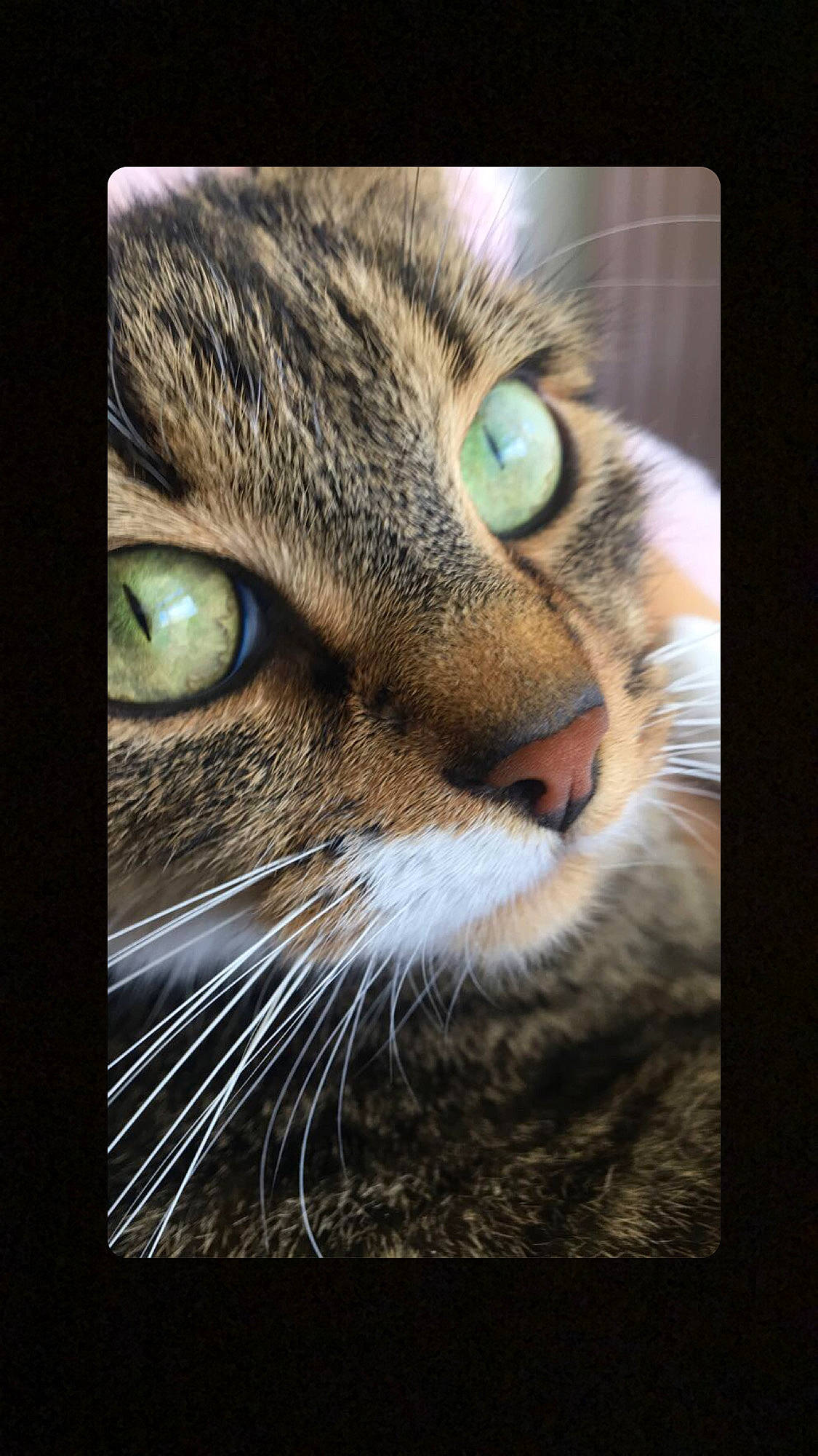 Choupinette participe au concours pour gagner de l'argent avec cette photo : carnivore, cat, darkness, domestic_short_haired_cat, felidae, fur, grass, macro_photography, paw, photo_caption, rectangle, small_to_medium_sized_cats, snout, square, stock_photography, terrestrial_animal, whiskers, wildlife