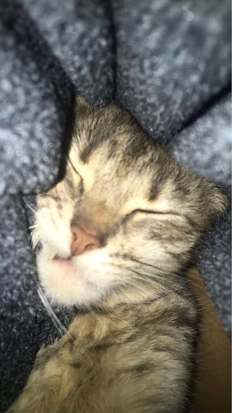 Pickle a rejoint le concours — aidez-le/la à gagner de superbes lots ! carnivore, cat, close_up, comfort, domestic_short_haired_cat, eye, fawn, felidae, gesture, human_body, leg, paw, plant, sky, small_to_medium_sized_cats, snout, tail, terrestrial_animal, tree, whiskers