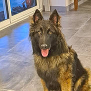 Top Gun participe au concours pour gagner de l'argent avec cette photo : animal, black, brown, canine, dog, ears, eyes, floor, fur, german_shepherd, glass_door, happy, home, indoor, pet, reflection, sitting, tile, tongue, window