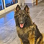 animal, black, brown, canine, dog, ears, eyes, floor, fur, german_shepherd, glass_door, happy, home, indoor, pet, reflection, sitting, tile, tongue, window