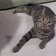 Bristol Young is registered to the contest to win money with this photo: cat, tabby_cat, striped_fur, feline, pet, animal, lying_down, bed, bedding, indoors, bedroom, relaxed, alert, green_eyes, whiskers, ears, paws, tail, cozy, portrait