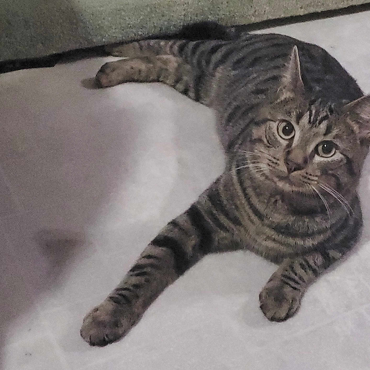 Bristol Young is registered to the contest to win money with this photo: cat, tabby_cat, striped_fur, feline, pet, animal, lying_down, bed, bedding, indoors, bedroom, relaxed, alert, green_eyes, whiskers, ears, paws, tail, cozy, portrait